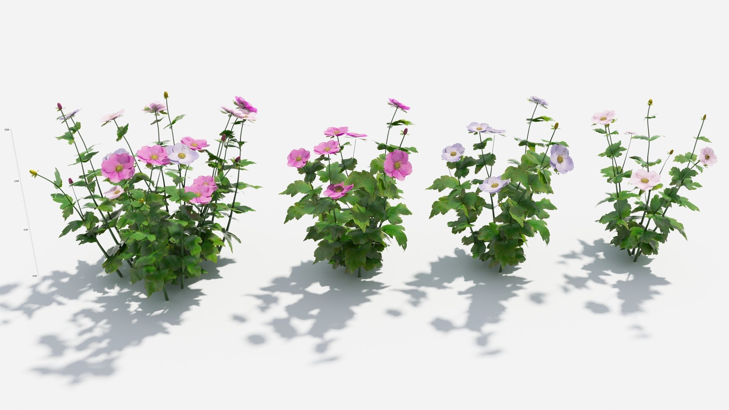Anemone hibiscus flower 3D model_1