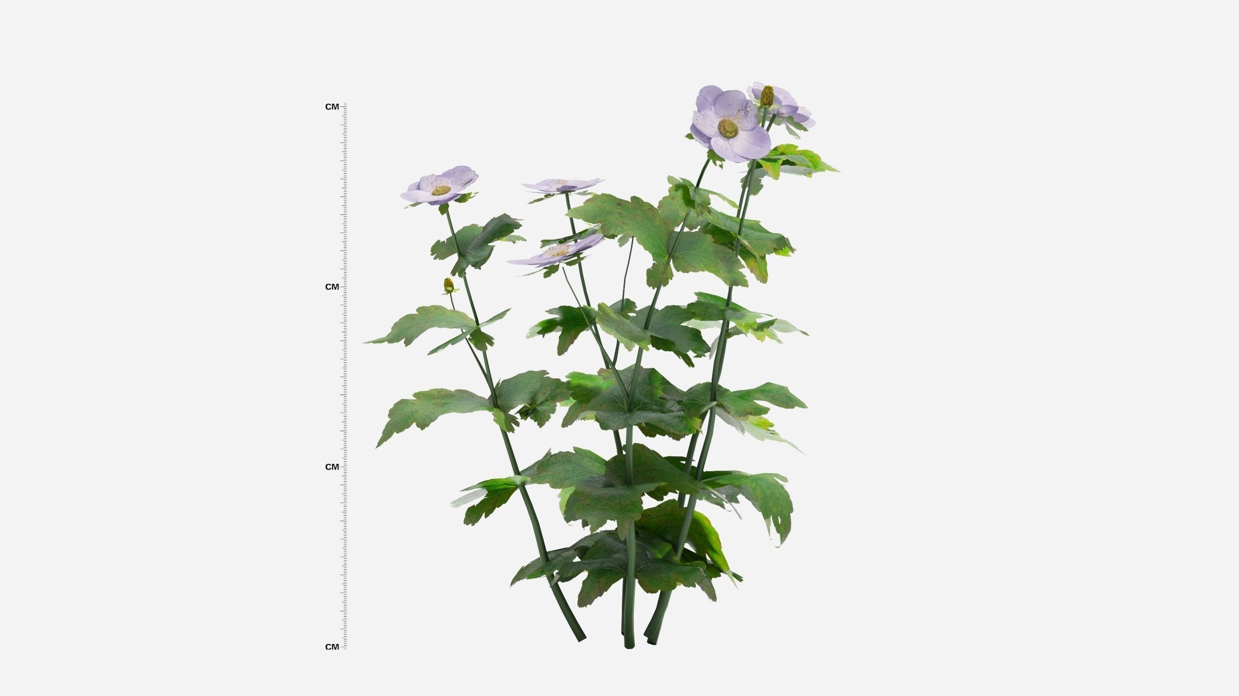Anemone hibiscus flower 3D model_5