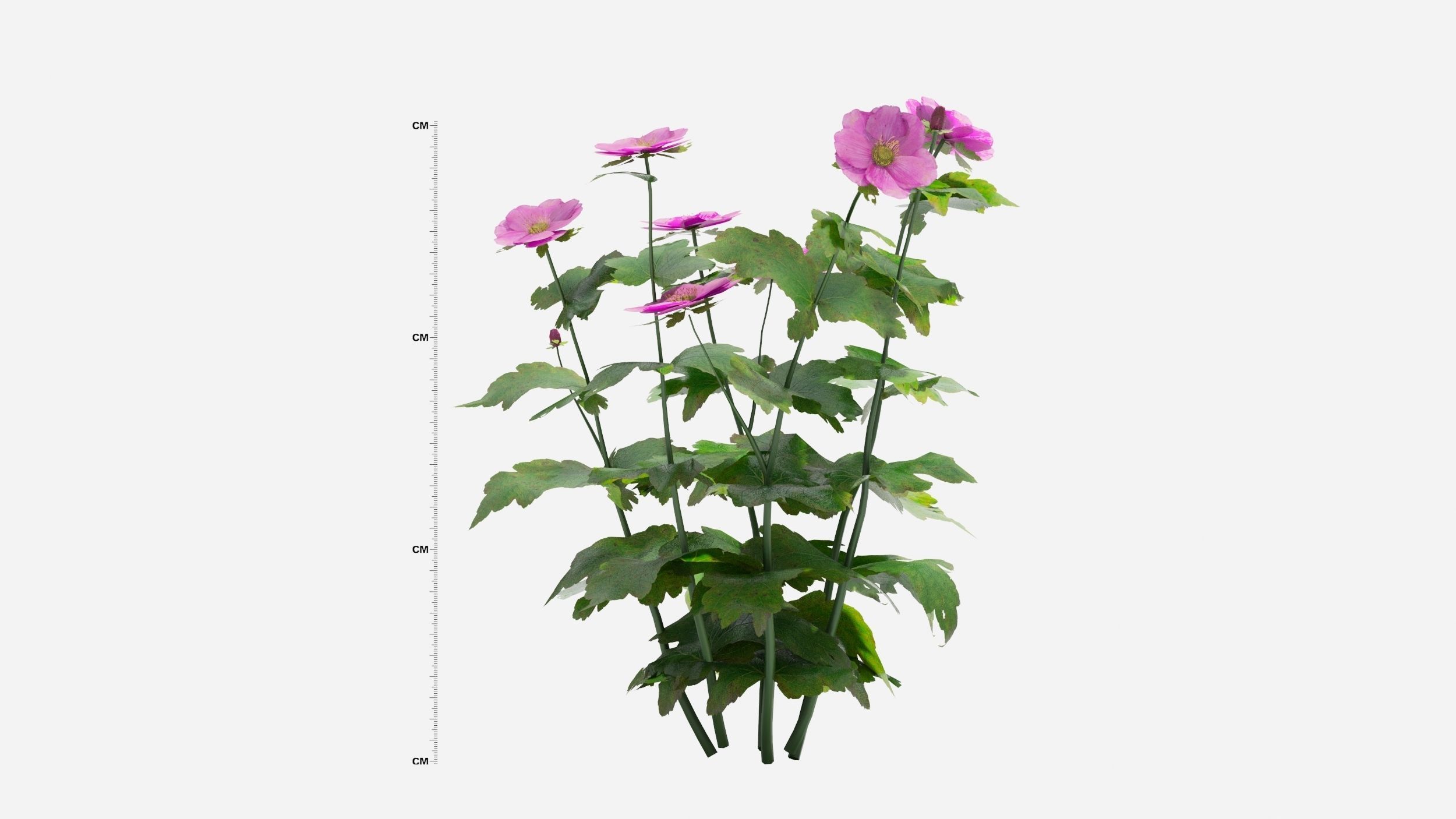 Anemone hibiscus flower 3D model_4