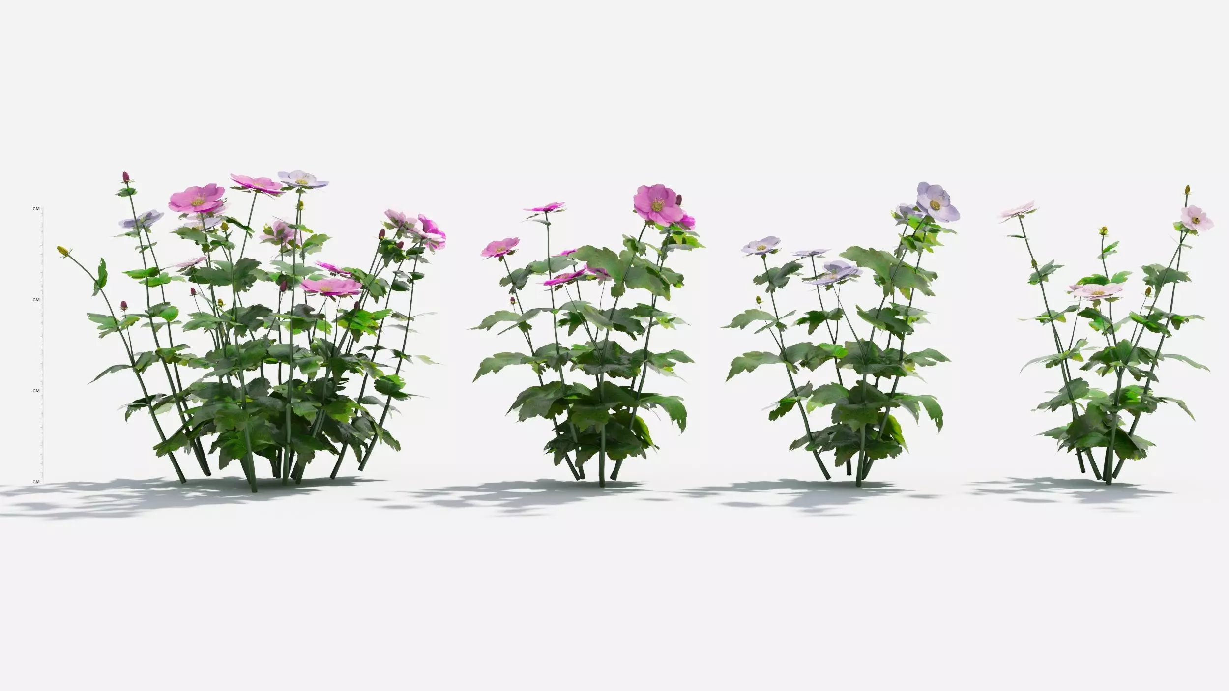 Anemone hibiscus flower 3D model_0