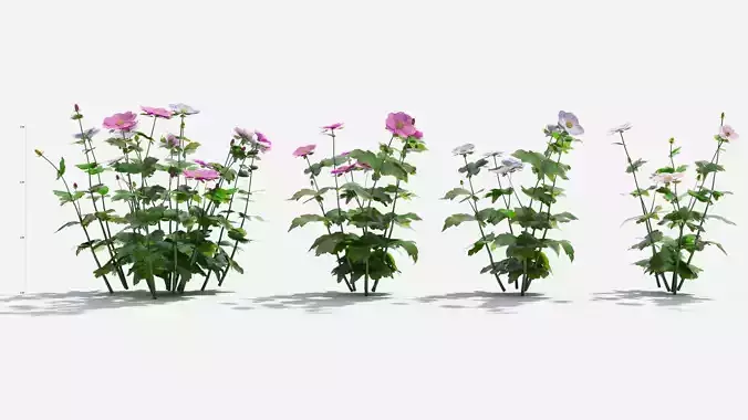 Anemone hibiscus flower