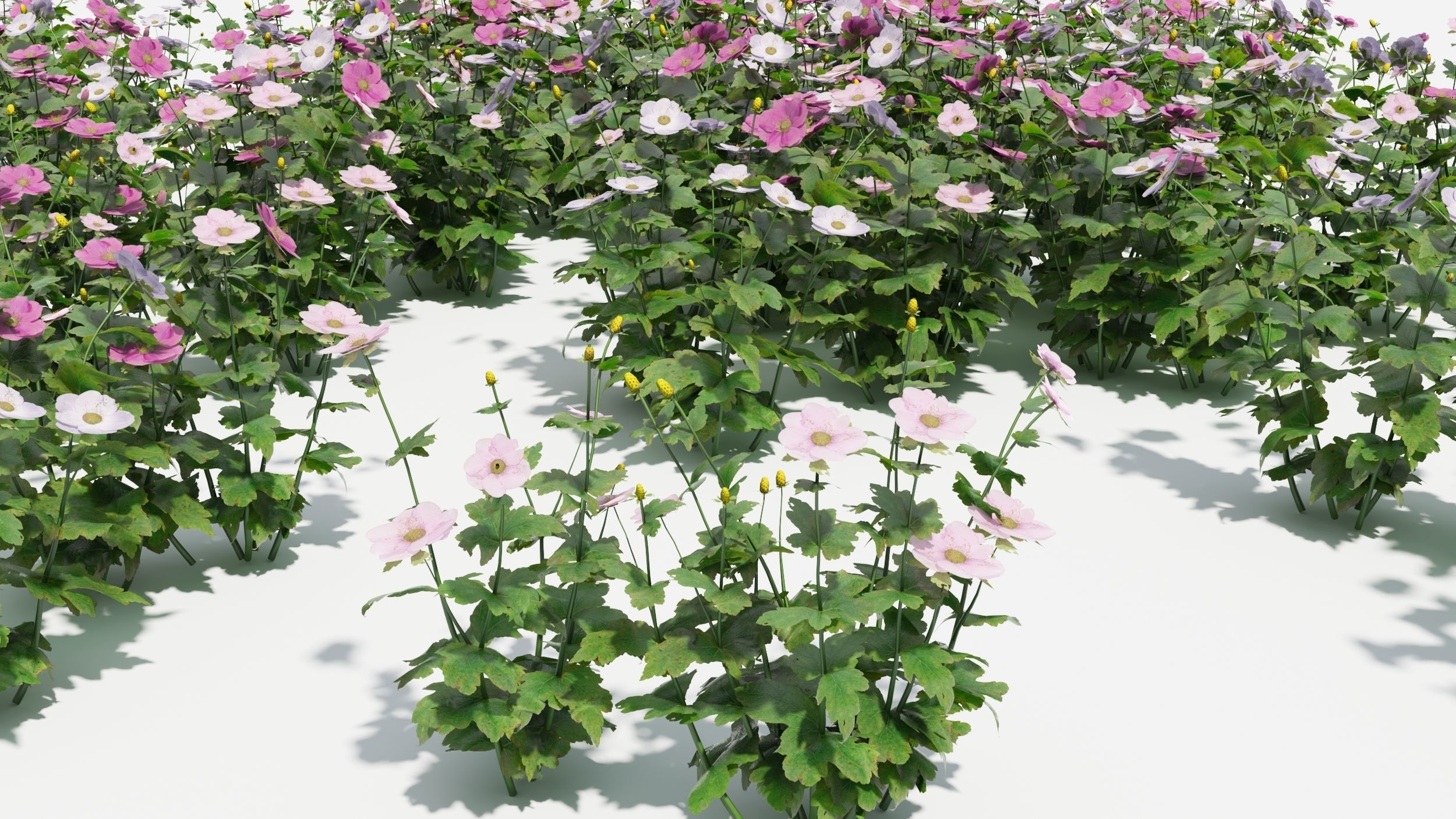 Anemone hibiscus flower 3D model_8