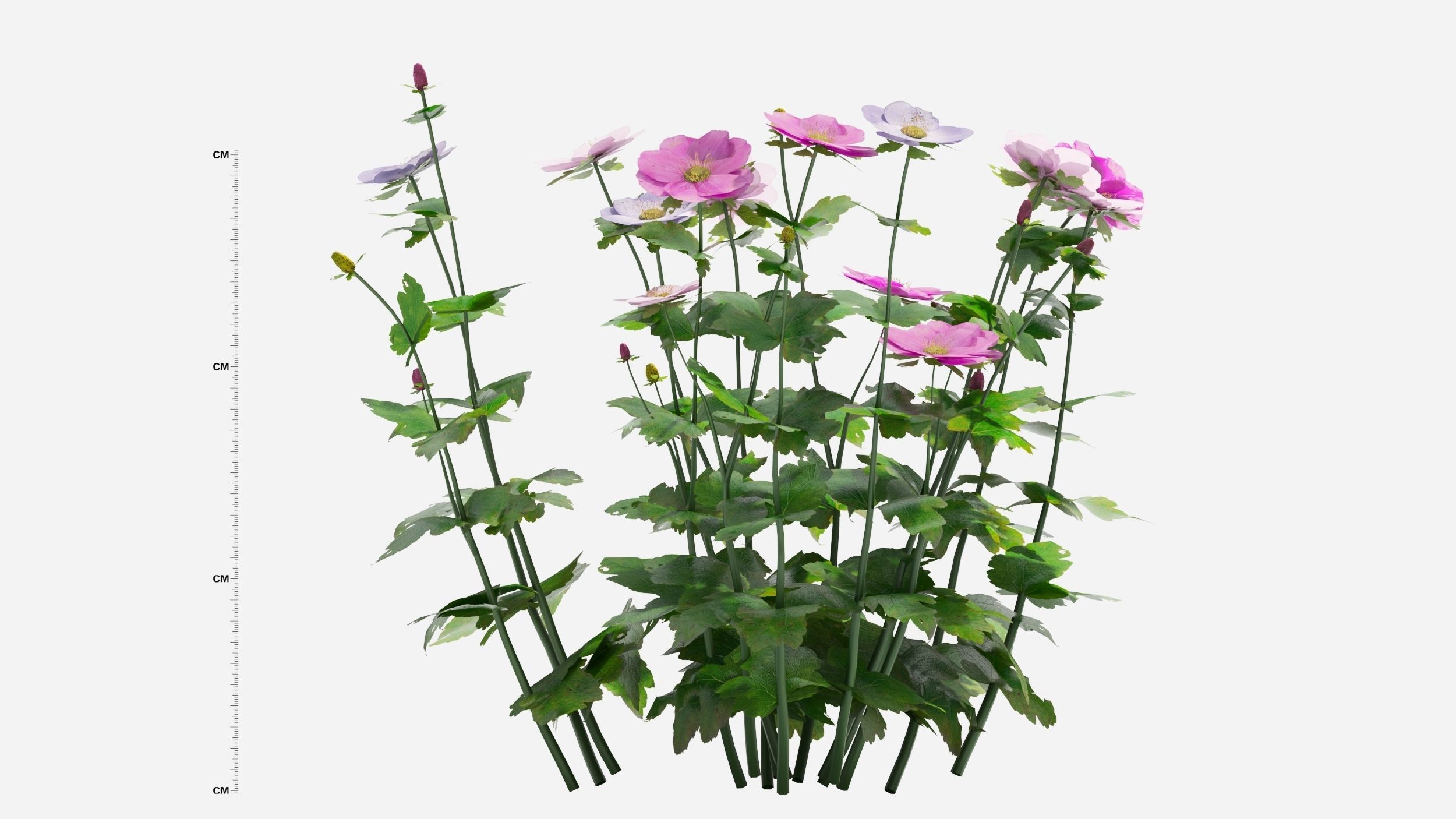 Anemone hibiscus flower 3D model_3