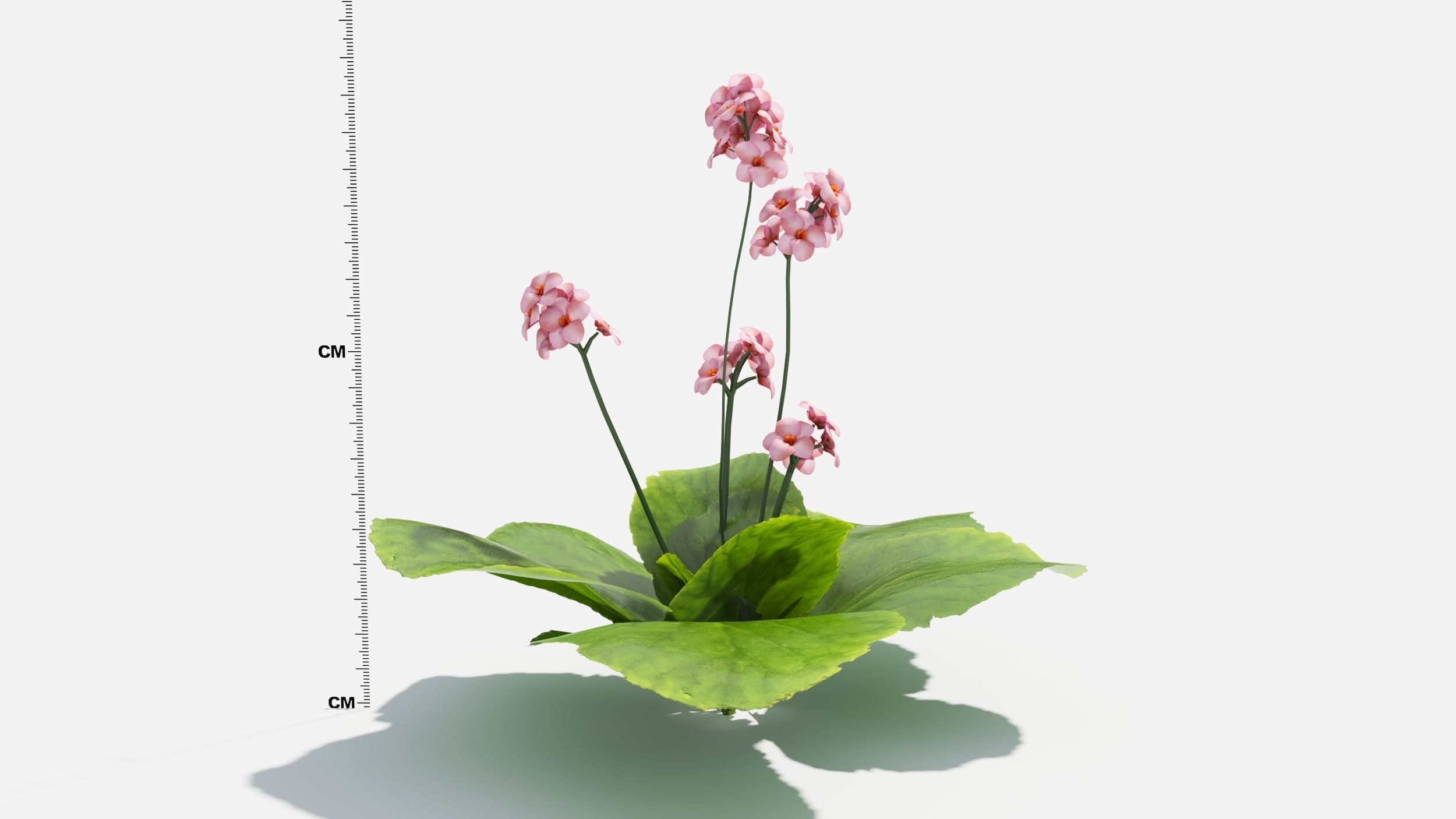 Bergenia plant with ruler 3D model_7