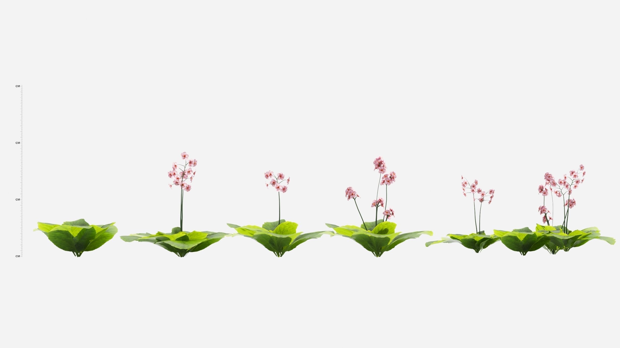 Bergenia plant with ruler 3D model_2