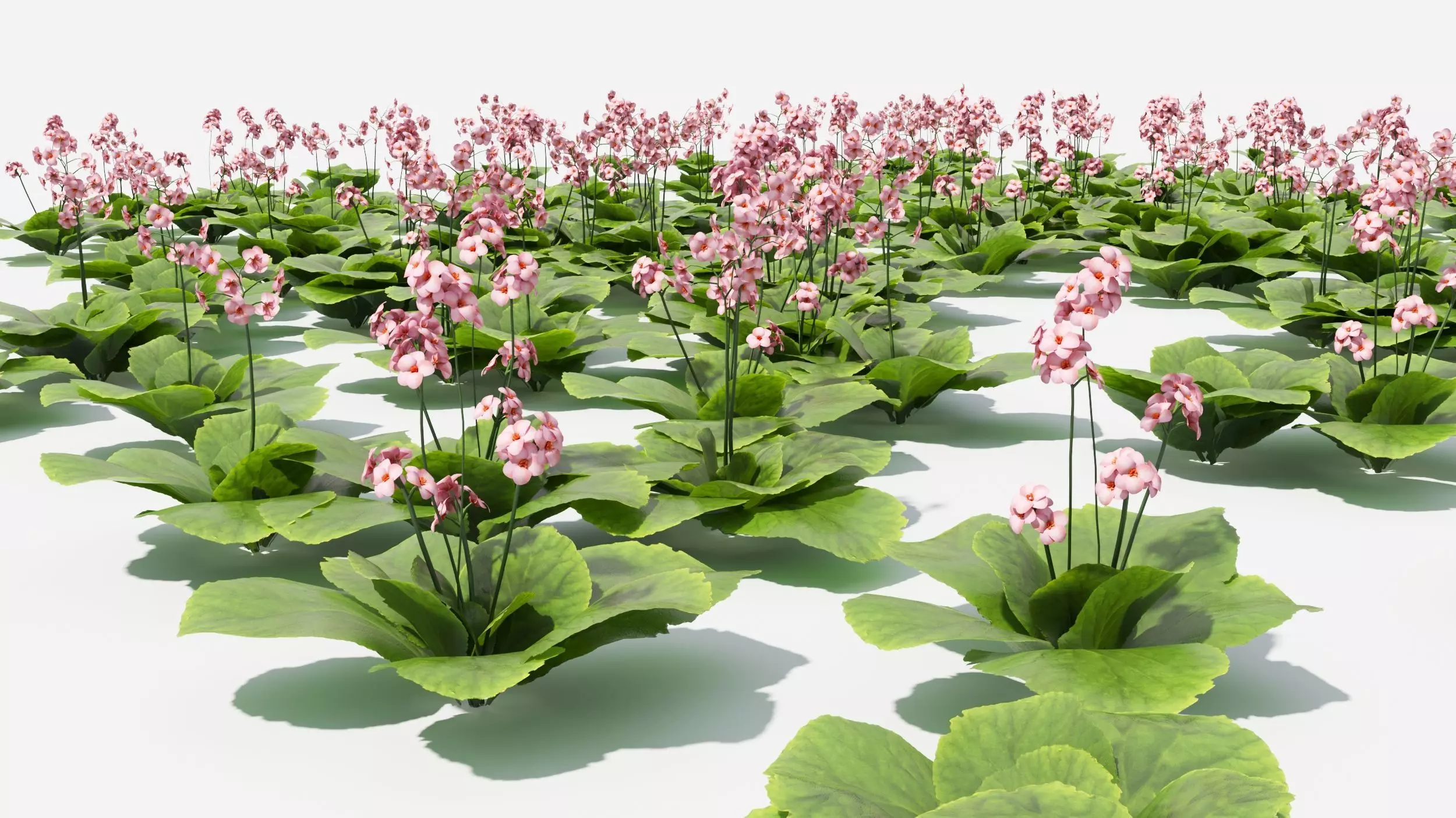 Bergenia plant with ruler 3D model_0