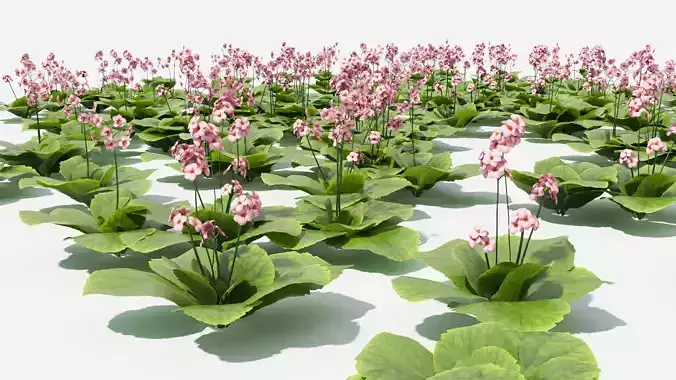 Bergenia plant with ruler