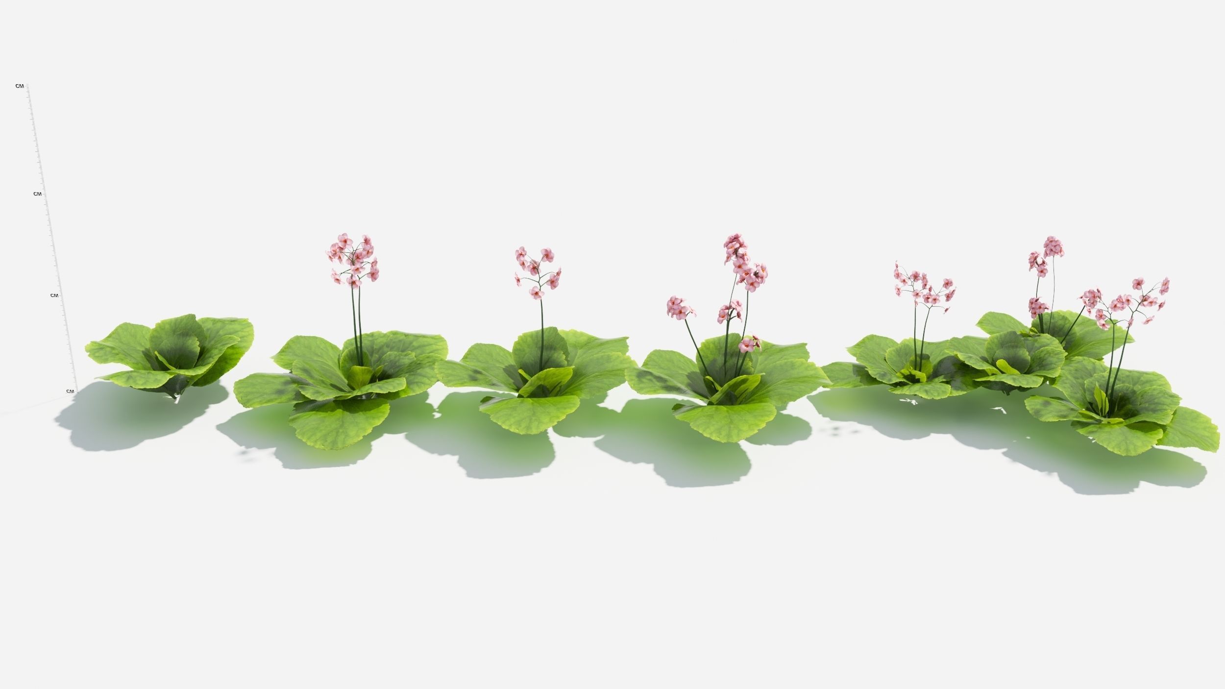 Bergenia plant with ruler 3D model_1