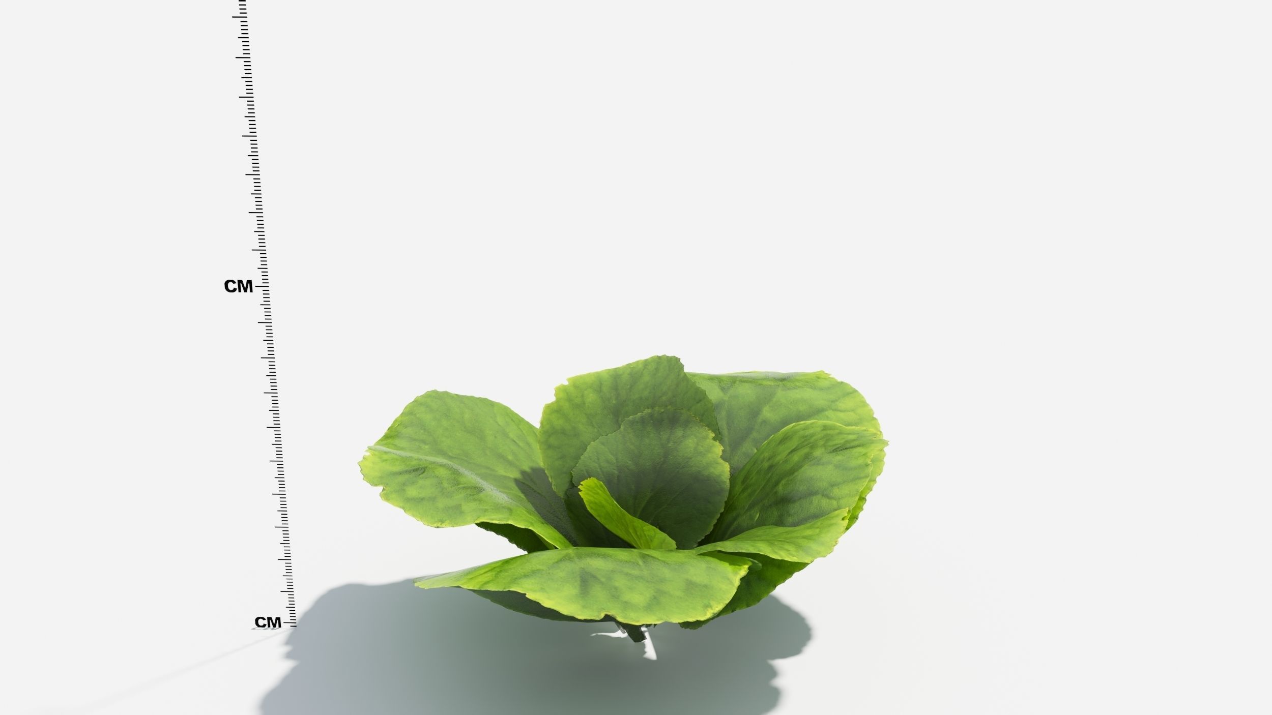 Bergenia plant with ruler 3D model_4