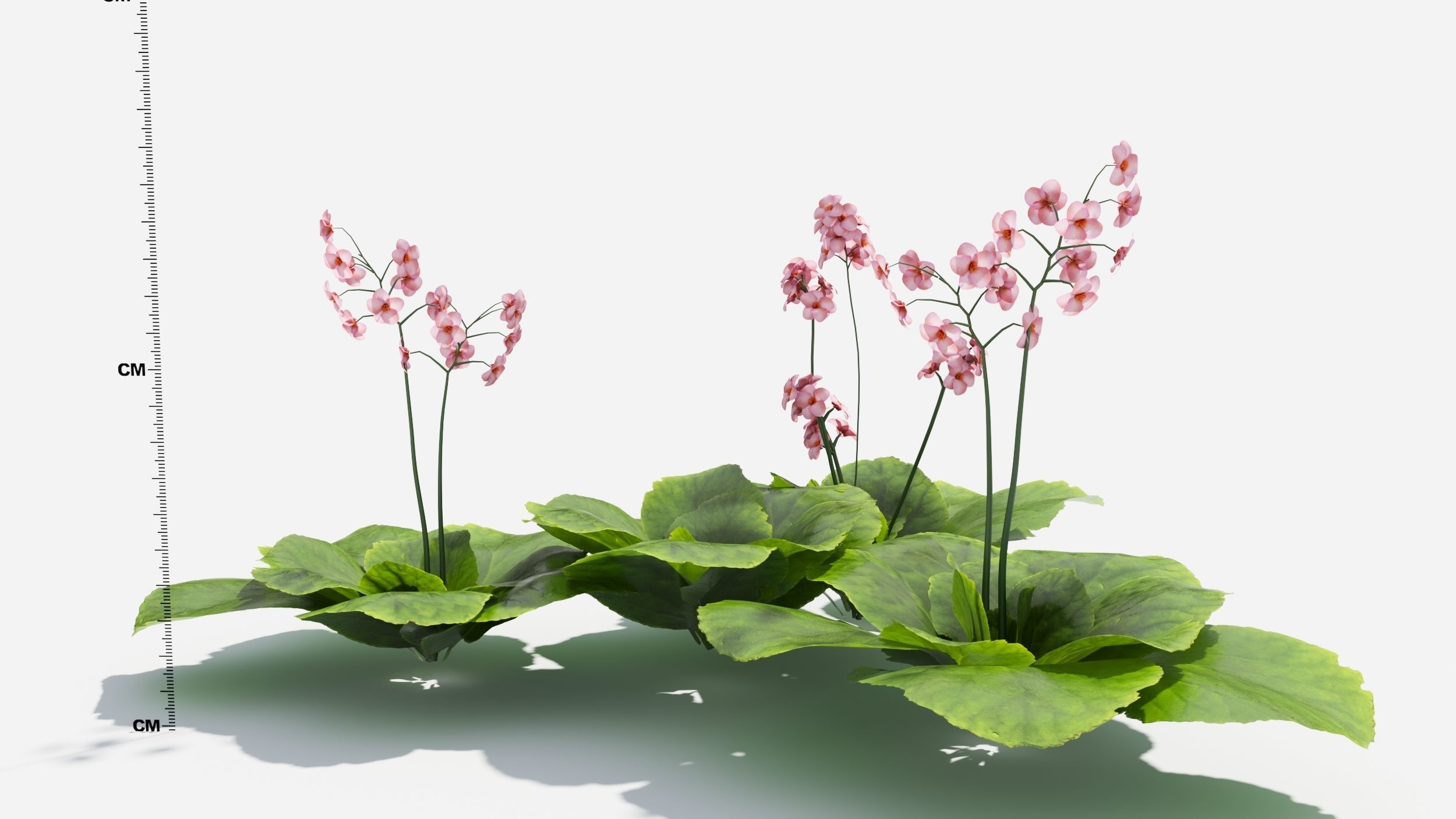 Bergenia plant with ruler 3D model_8