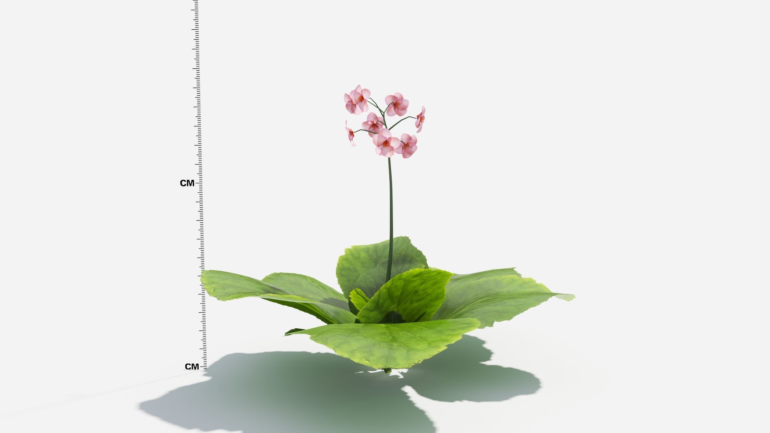 Bergenia plant with ruler 3D model_6