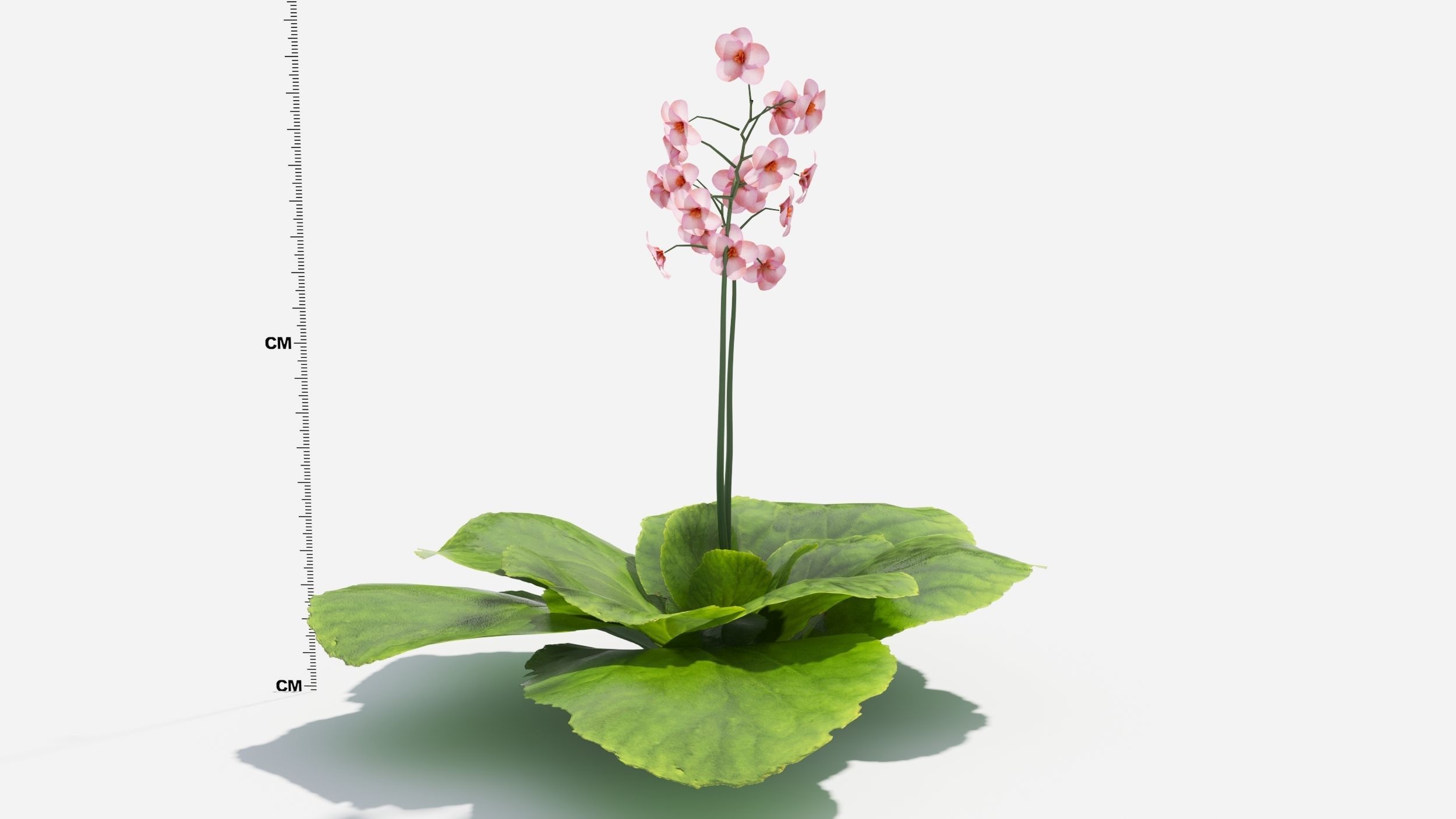 Bergenia plant with ruler 3D model_5