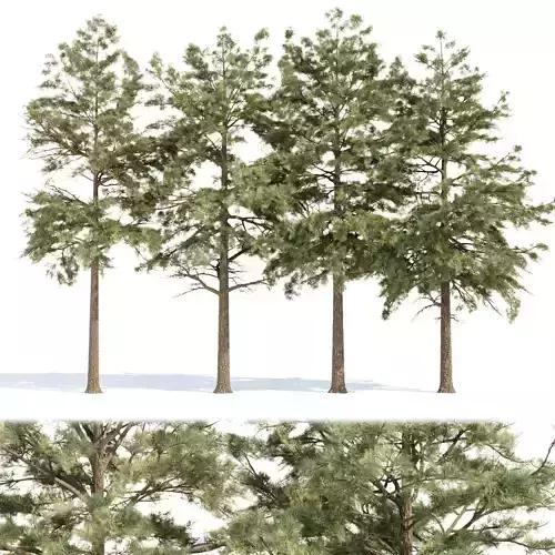 Conifer trees collection vol 130 3D model