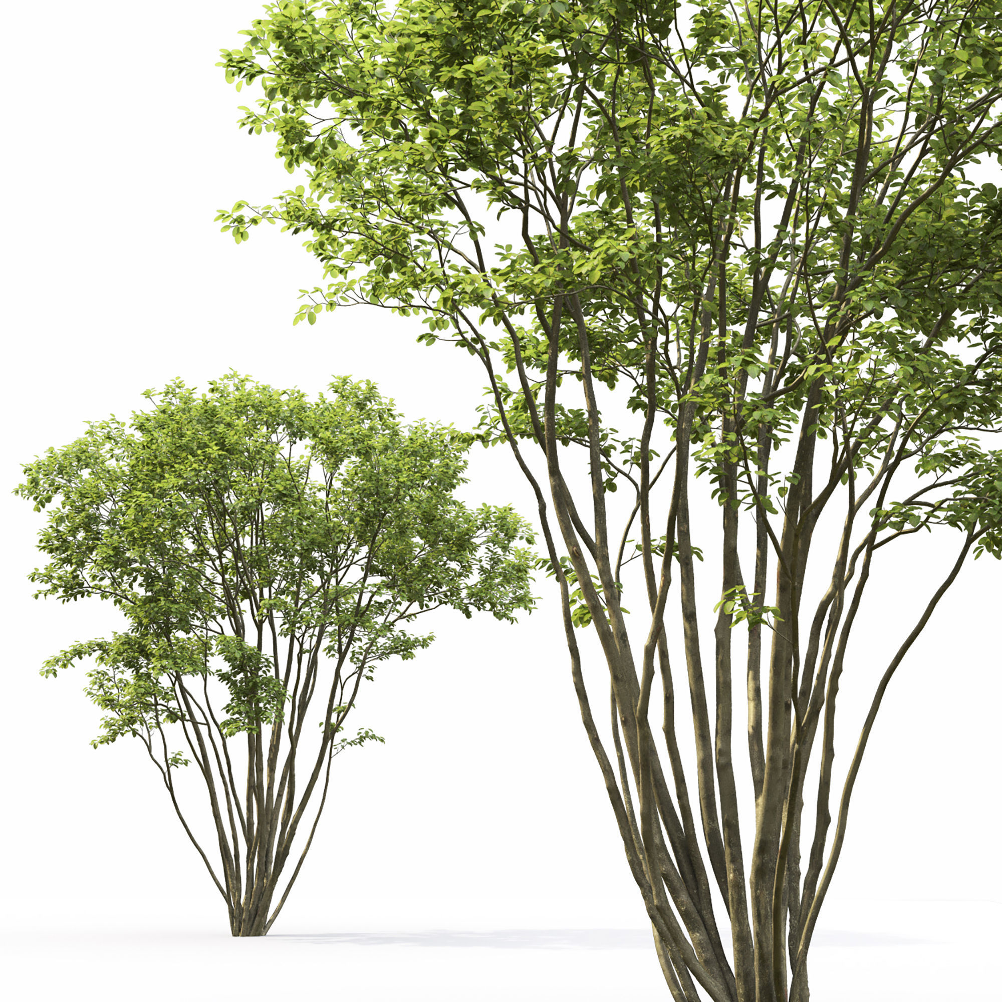 Amelanchier 04 3D model_2