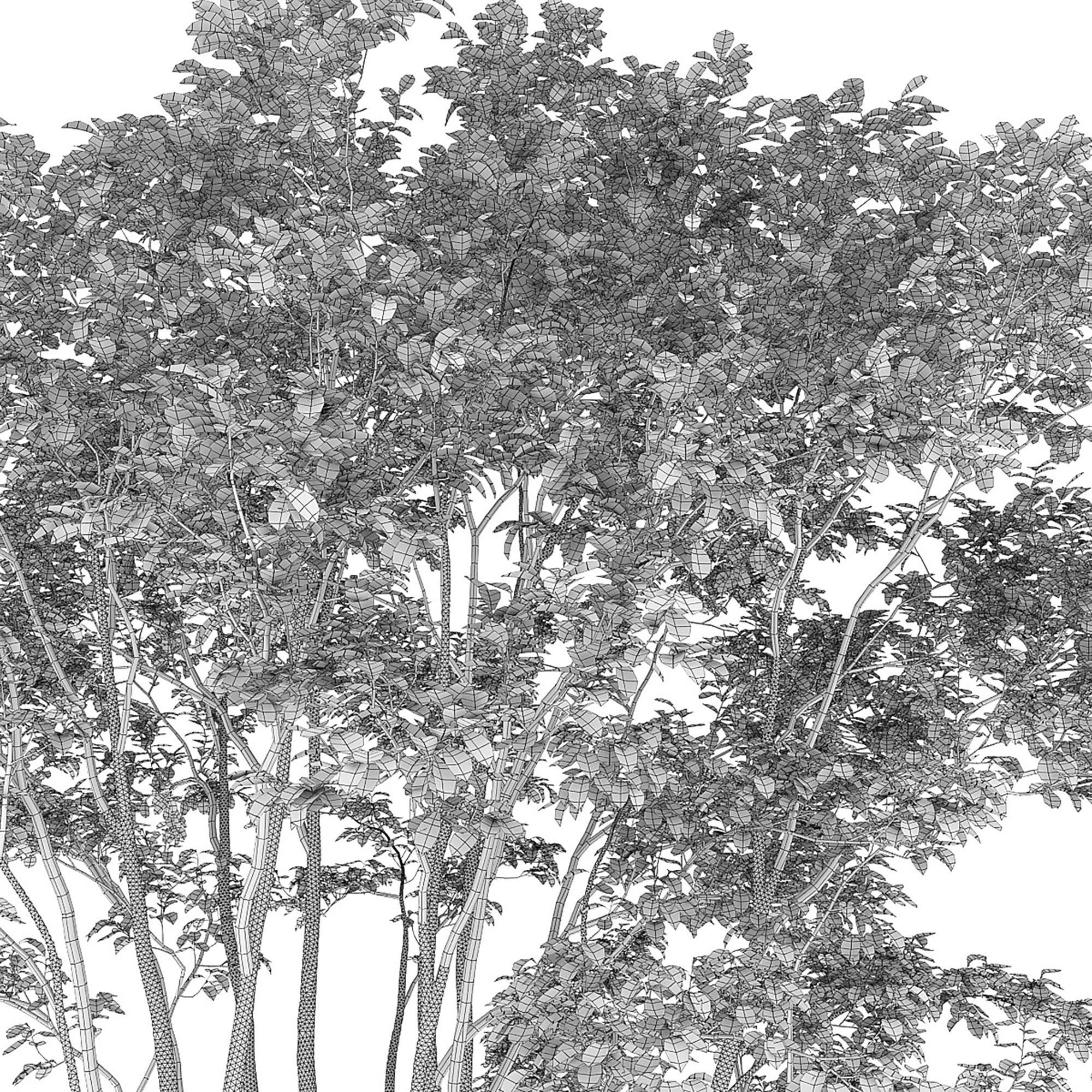 Amelanchier 04 3D model_7