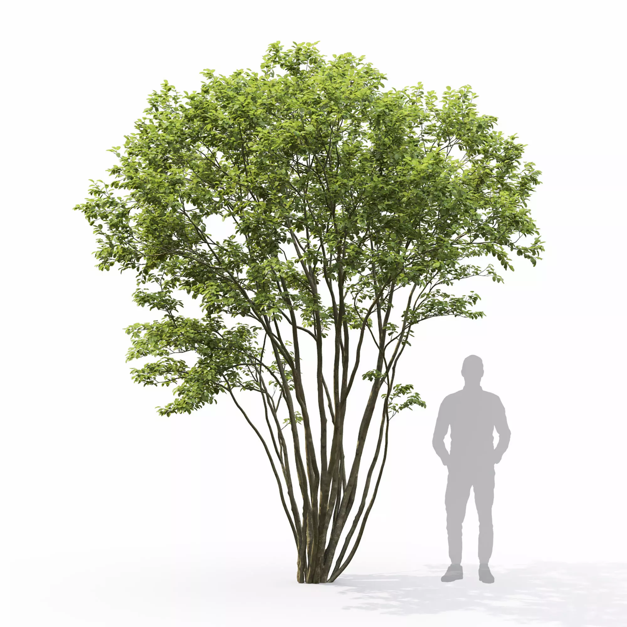 Amelanchier 04 3D model_0