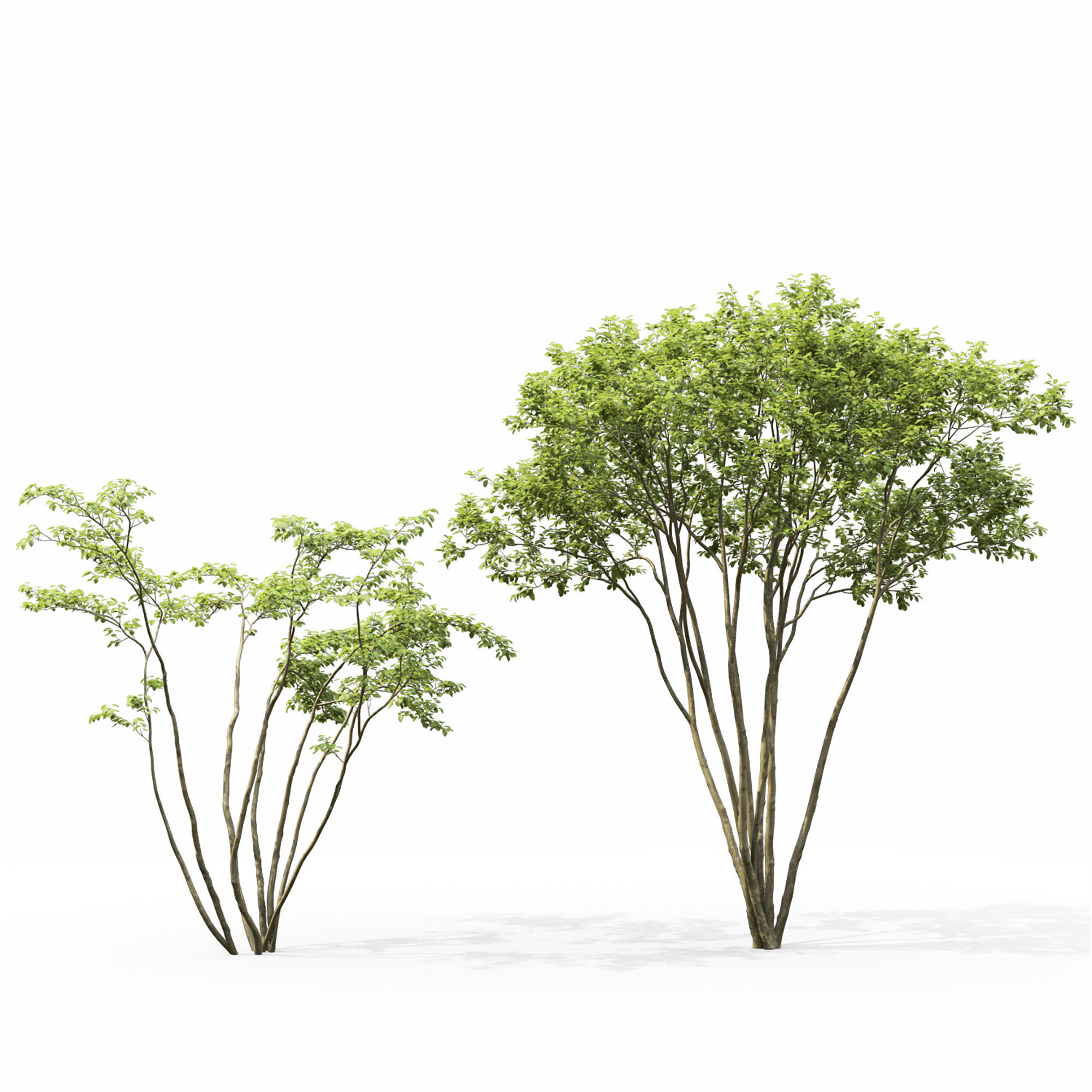 Amelanchier 04 3D model_4