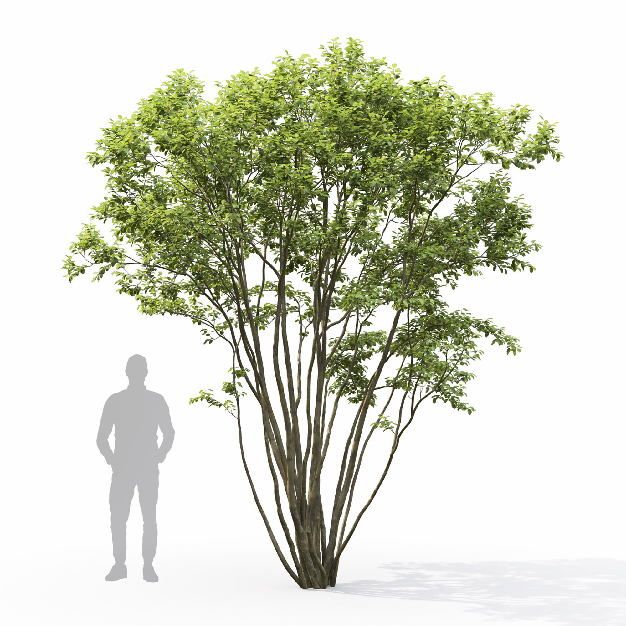 Amelanchier 04 3D model_3