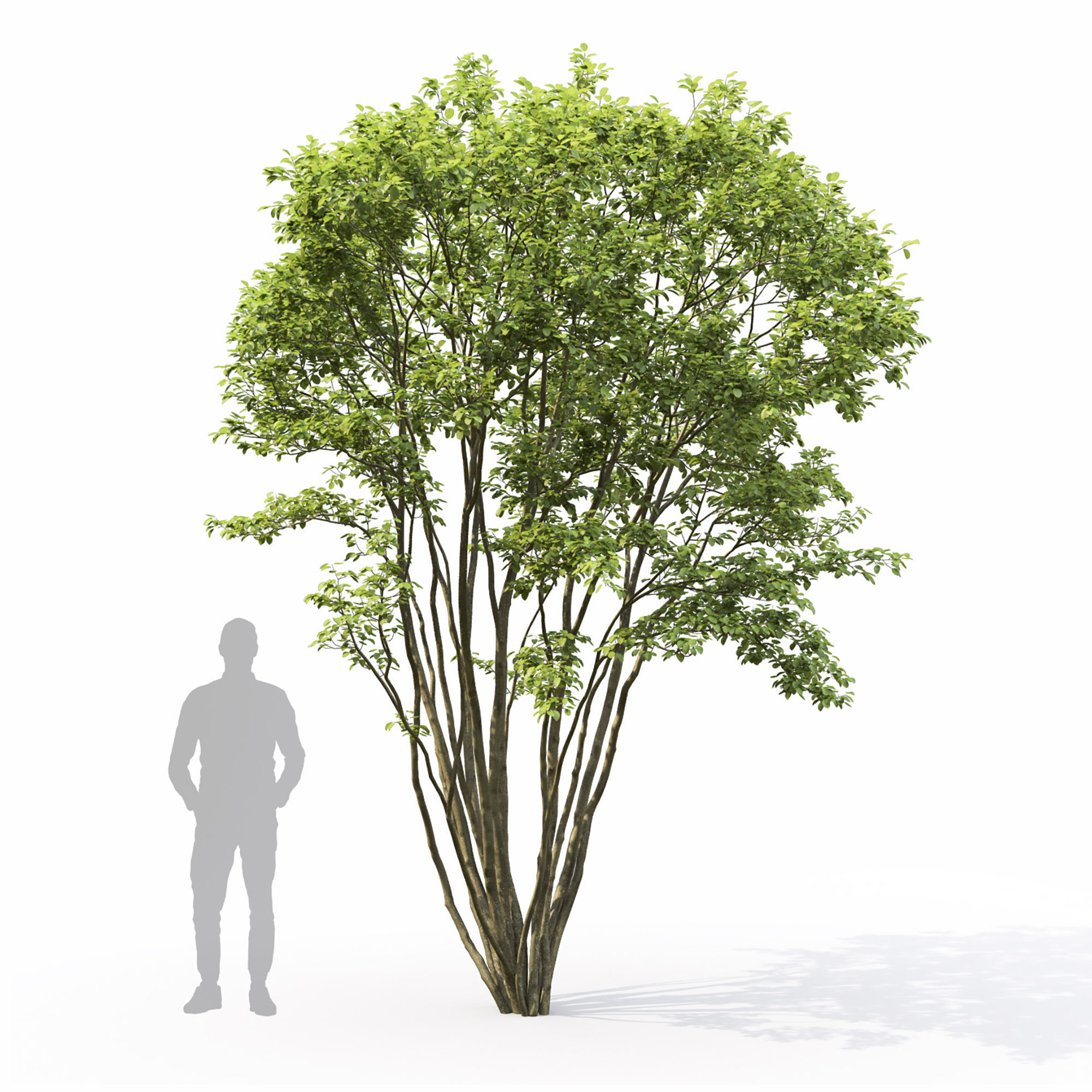 Amelanchier 04 3D model_5