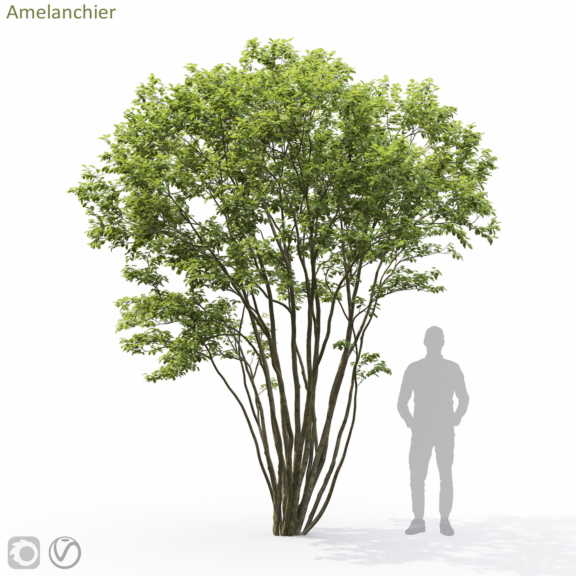 Amelanchier 04 3D model_8
