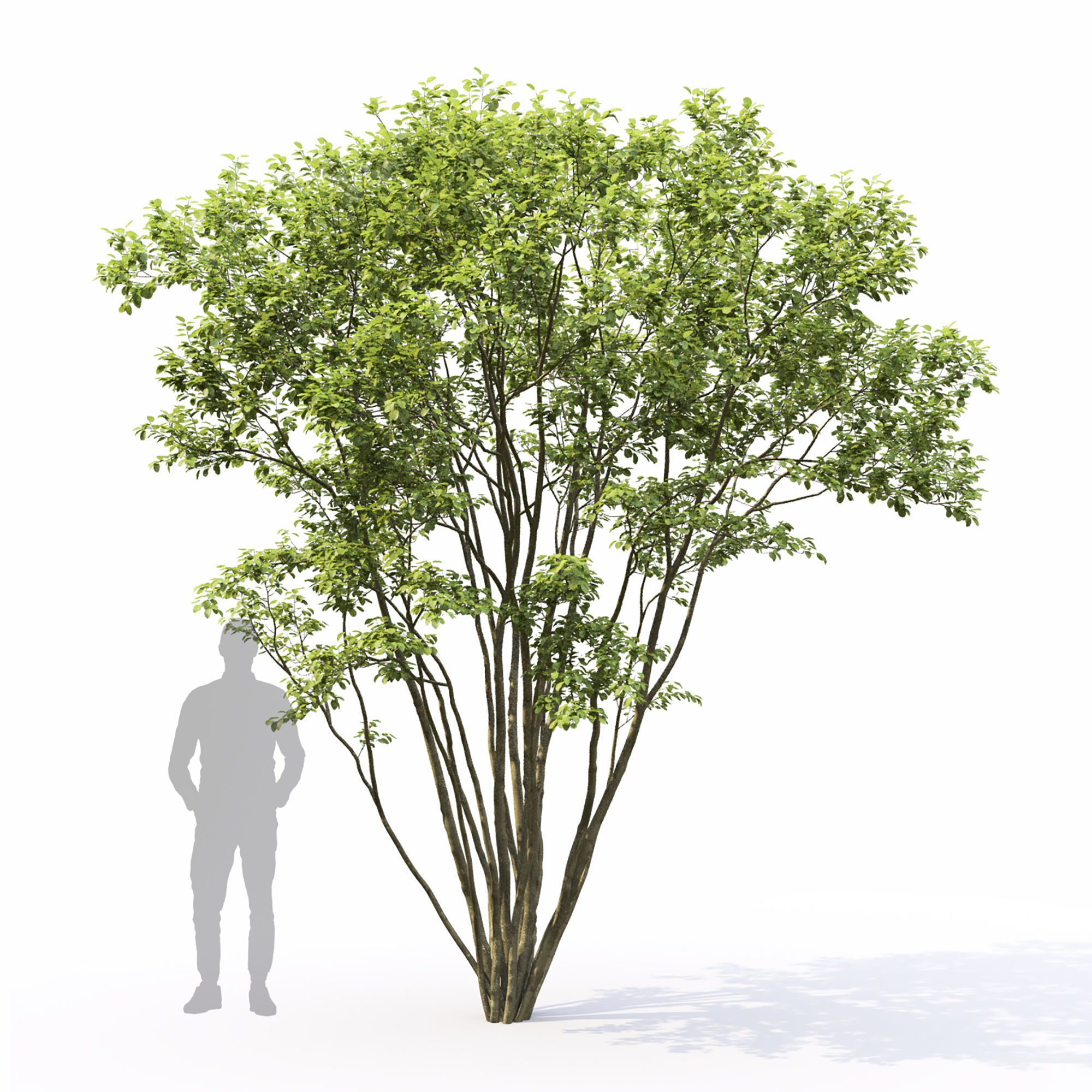 Amelanchier 04 3D model_6