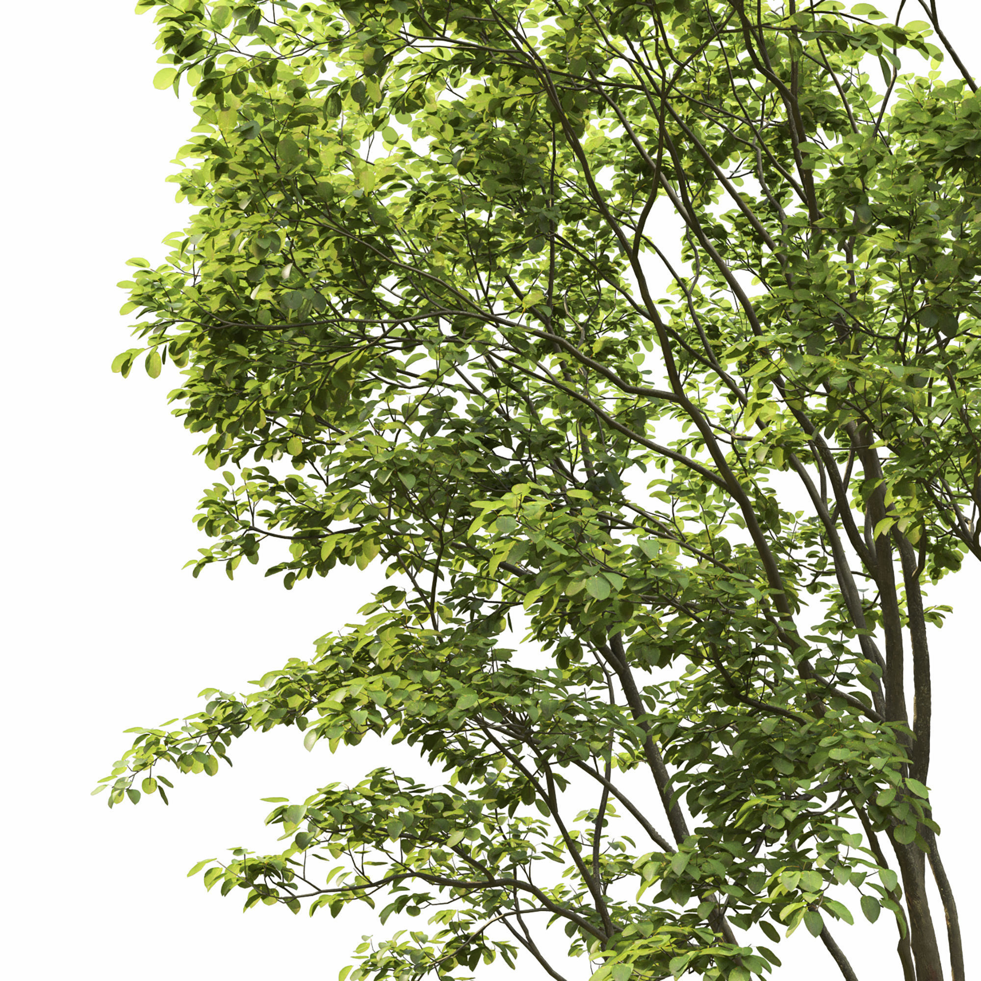 Amelanchier 04 3D model_1