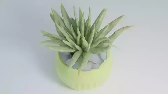 House plant in a green pot