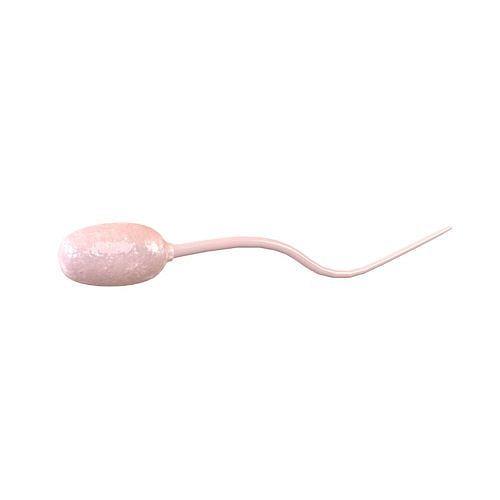 Sperm v1 002 Low-poly 3D model