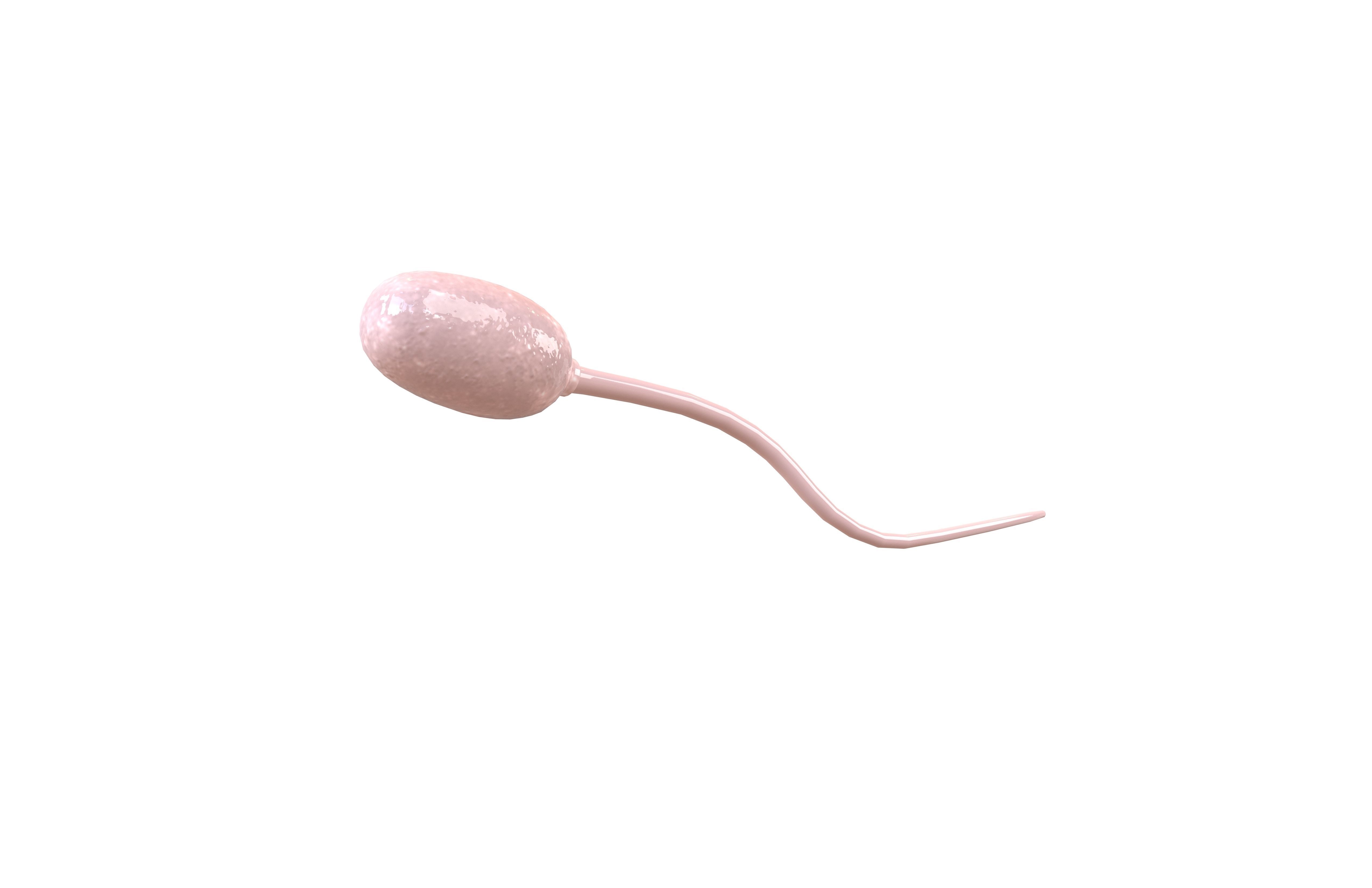 Sperm v1 002 Low-poly 3D model_3
