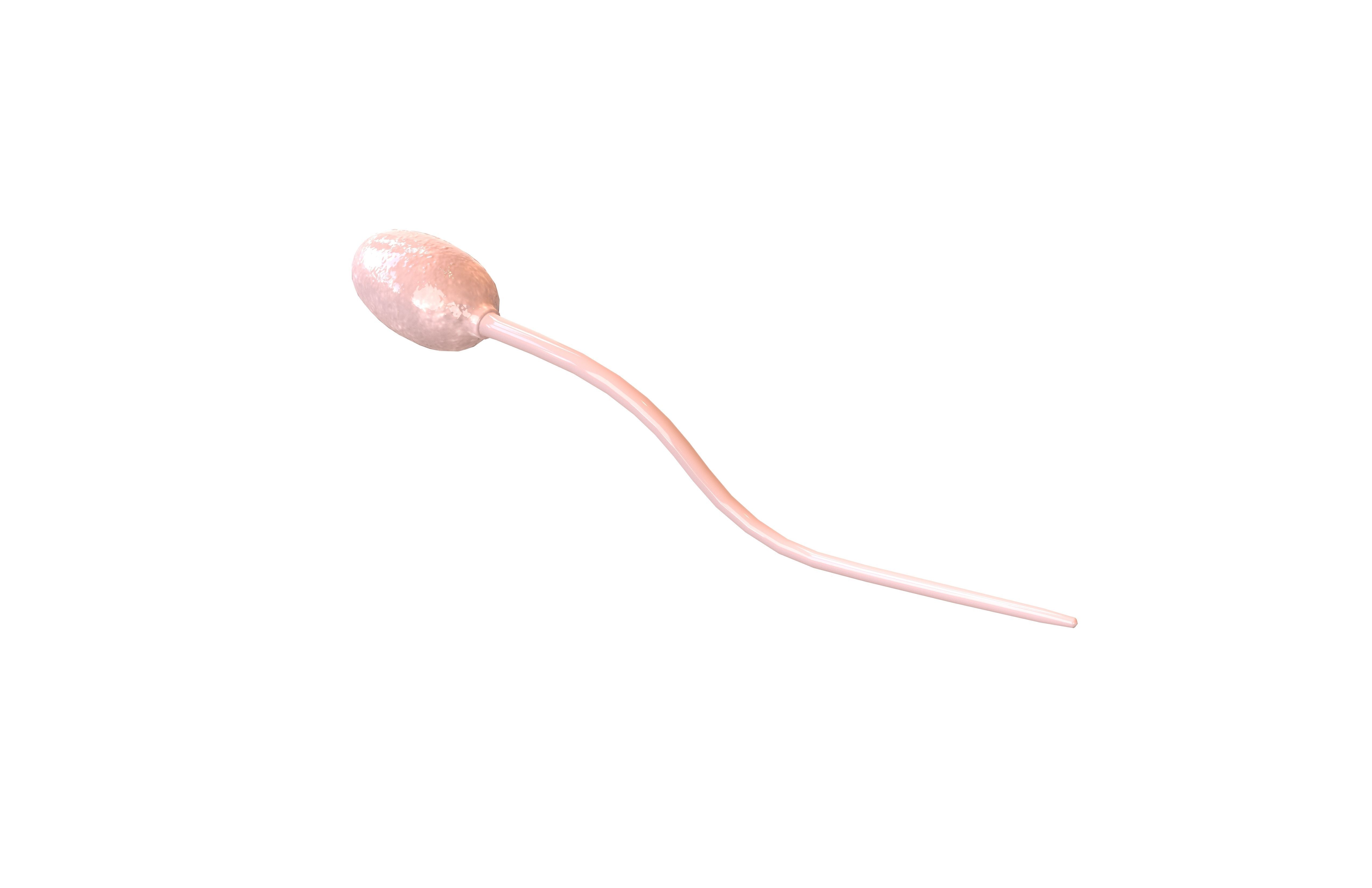 Sperm v1 002 Low-poly 3D model_2