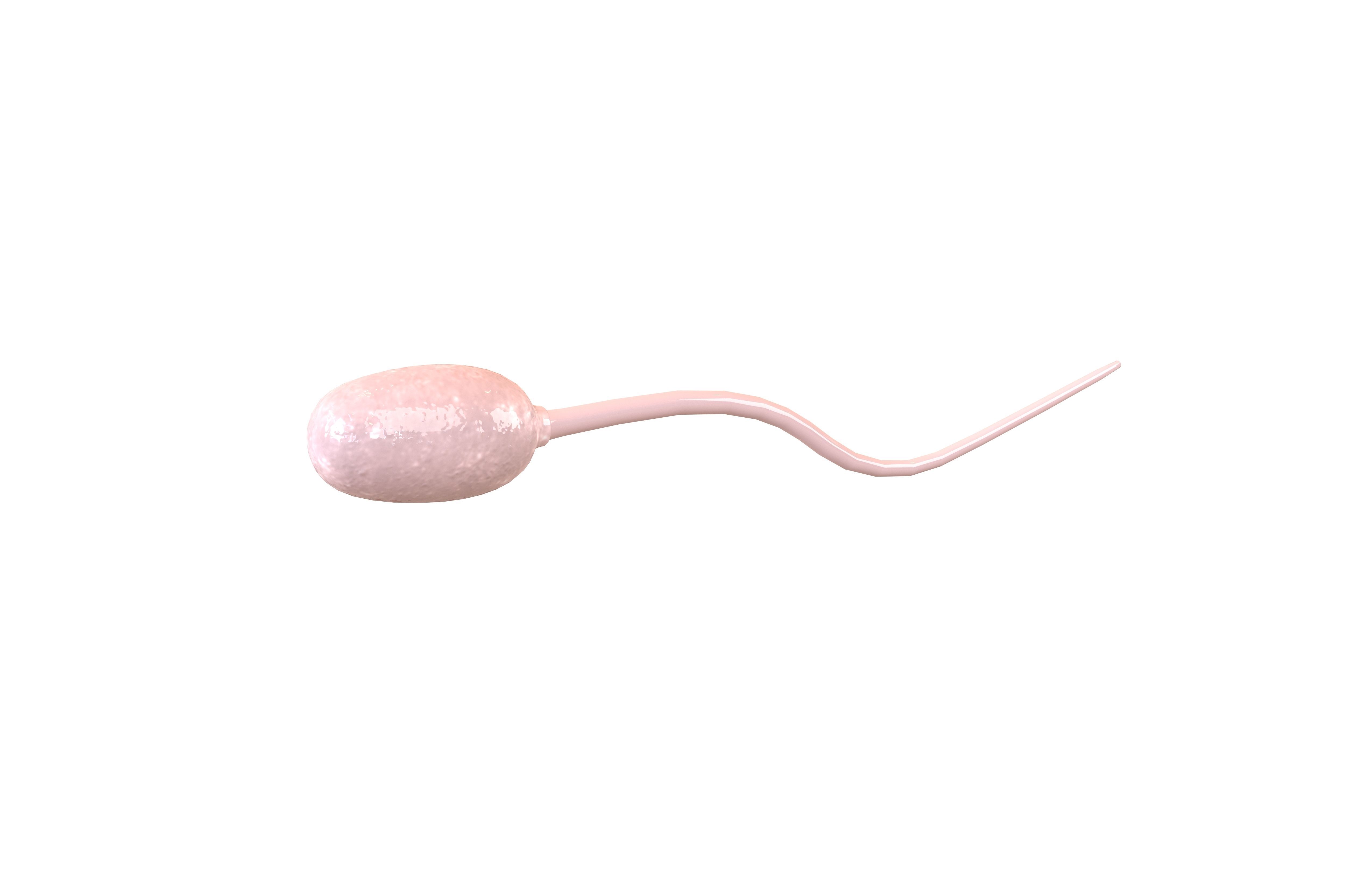 Sperm v1 002 Low-poly 3D model_1