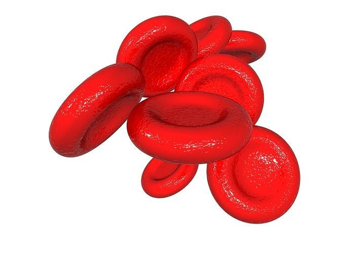 blood cells 3D model