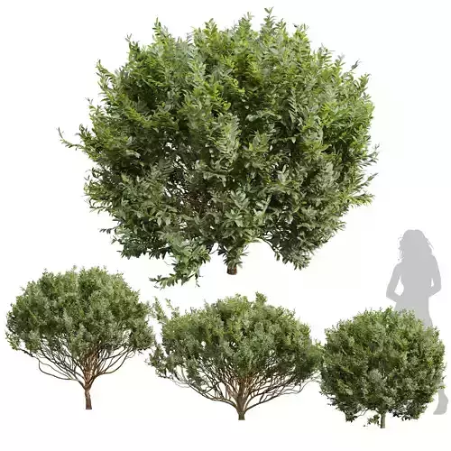 New Plant Cistus Albidus Zistrose 3D model
