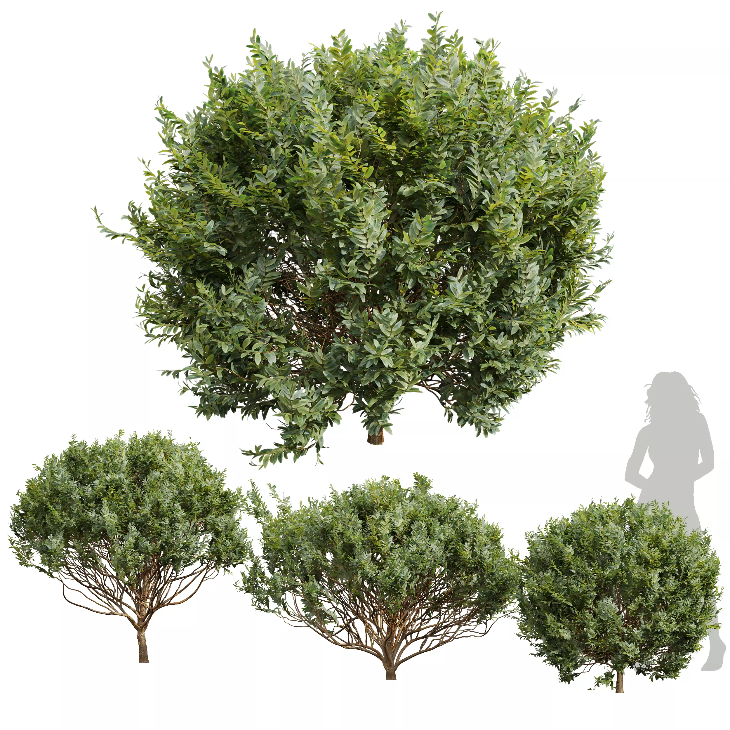 New Plant Cistus Albidus Zistrose 3D model_0