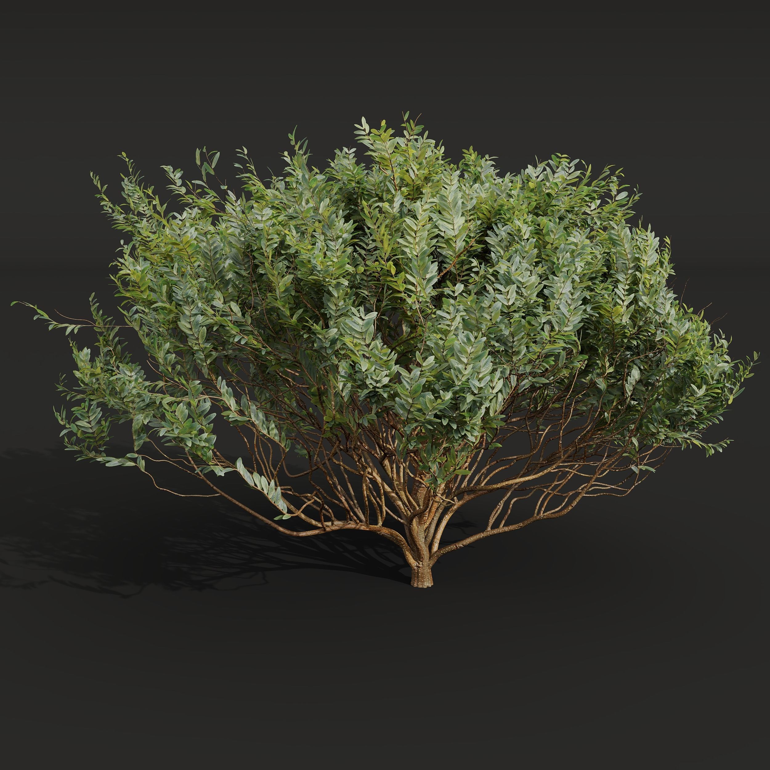 New Plant Cistus Albidus Zistrose 3D model_2
