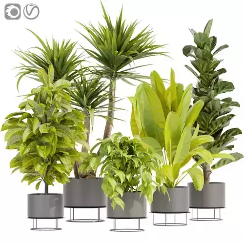 Collection plant vol 389 - indoor - fiddle - banana  3D model