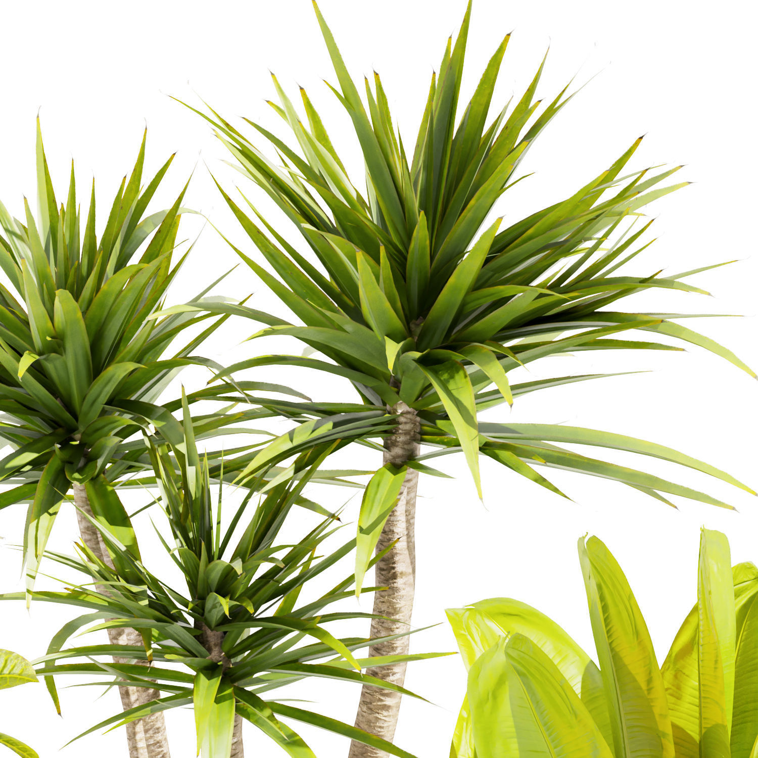 Collection plant vol 389 - indoor - fiddle - banana 3D model_2