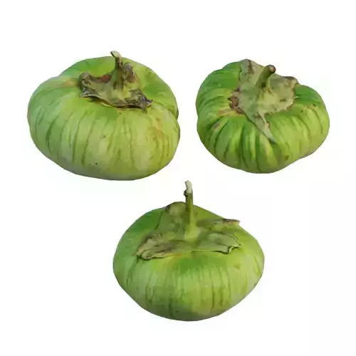 Green Giant Eggplant 02