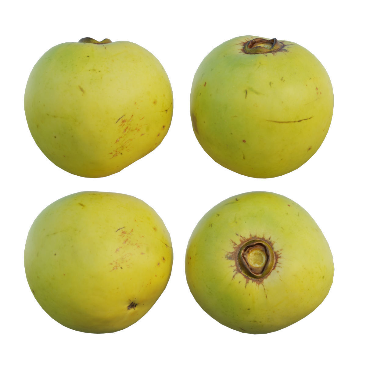 Diospyros decandra 3D model_4