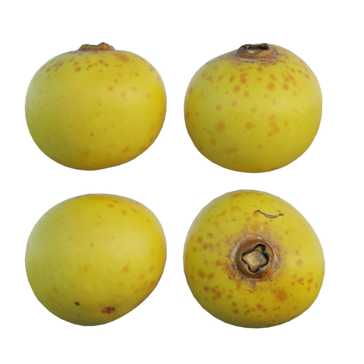 Diospyros decandra 3D model_5