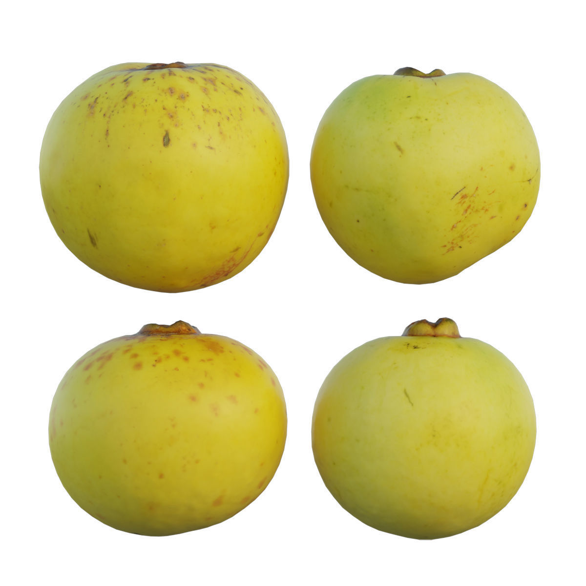 Diospyros decandra 3D model_2