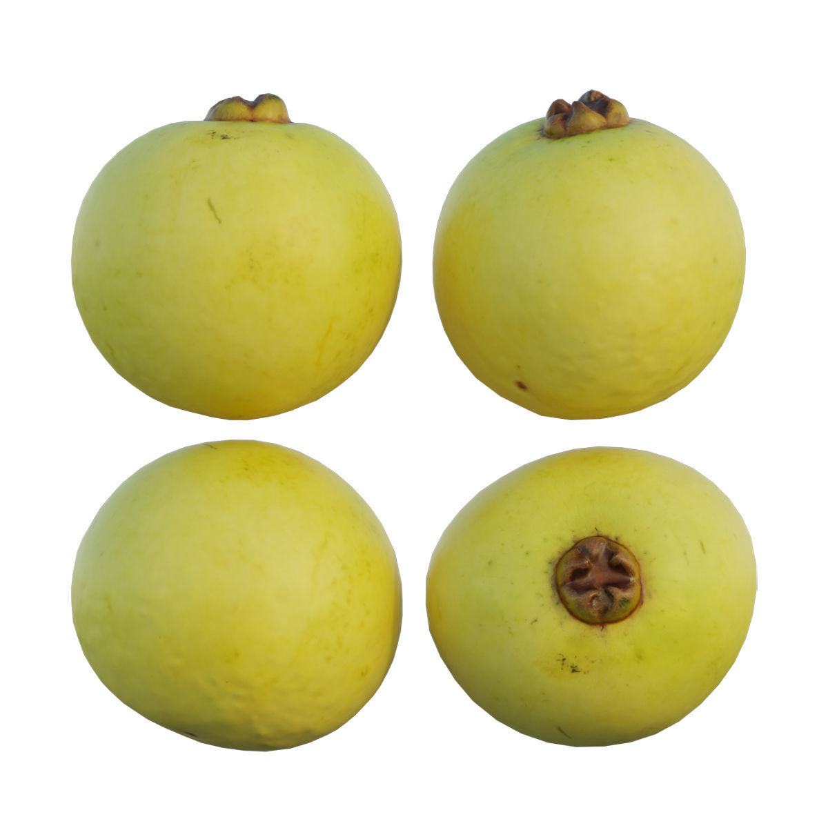 Diospyros decandra 3D model_6