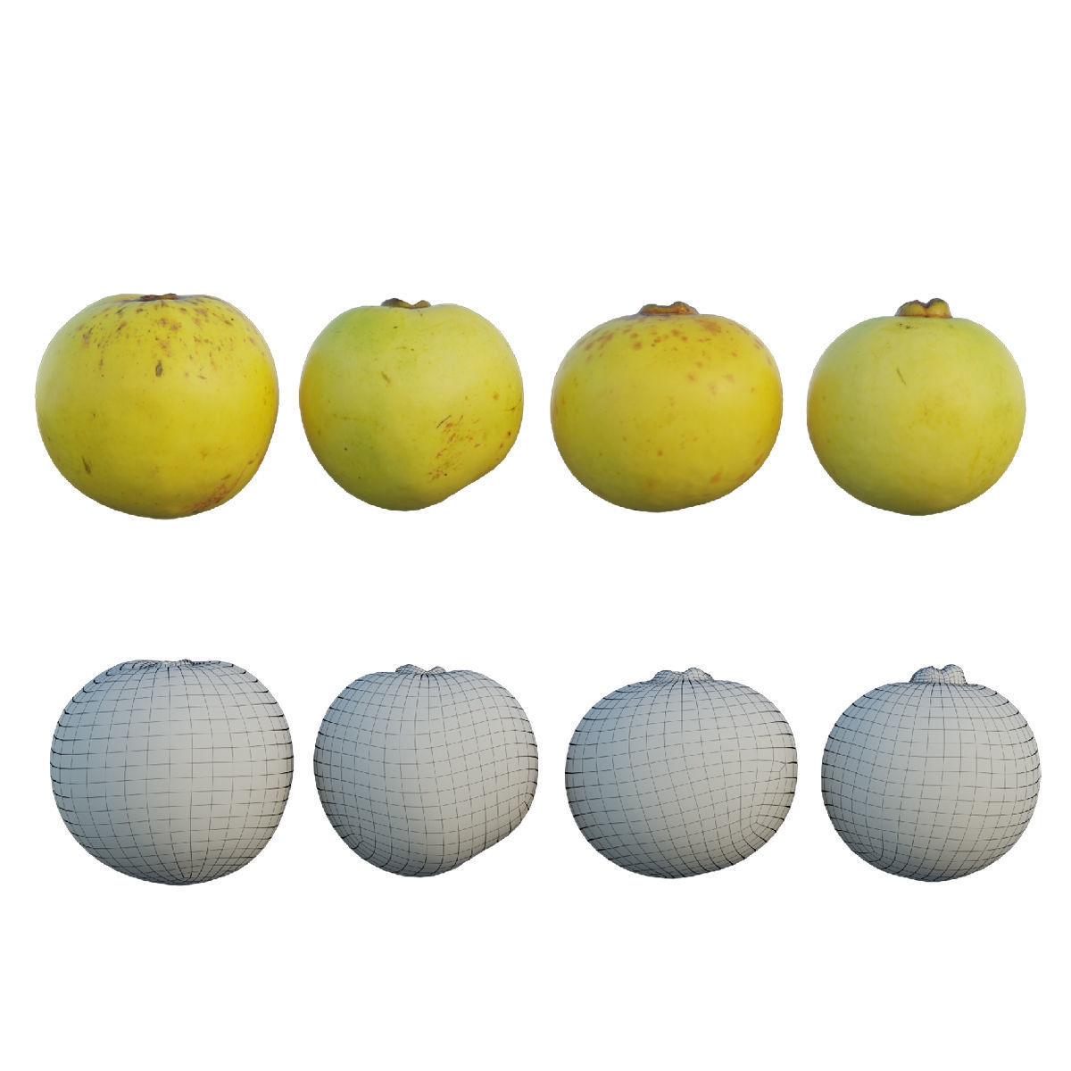 Diospyros decandra 3D model_1