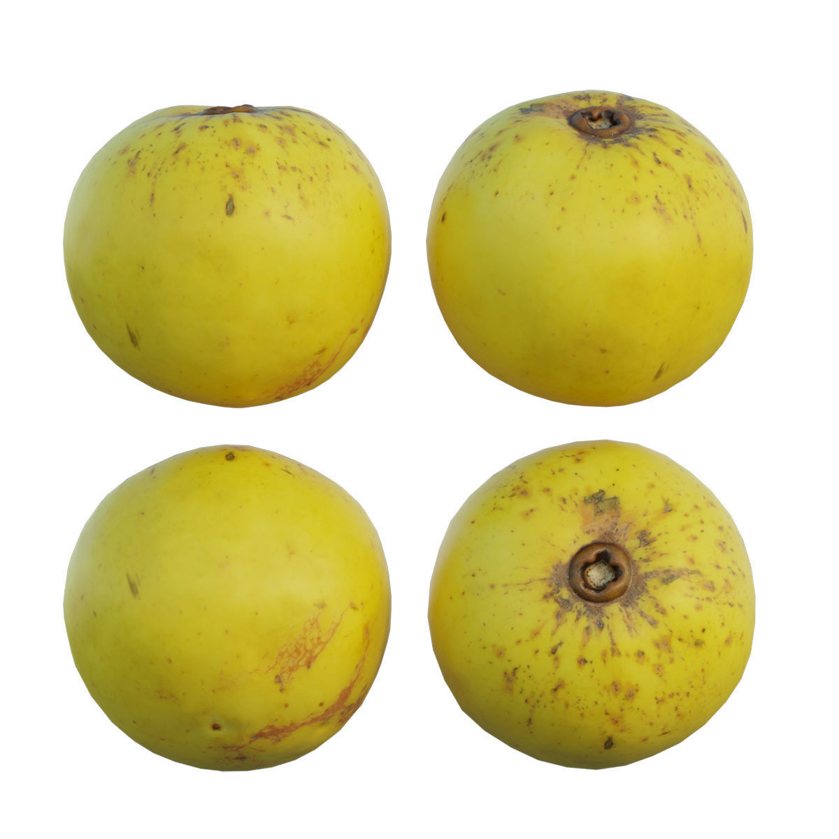 Diospyros decandra 3D model_3