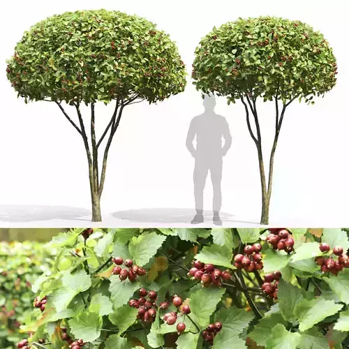 Crataegus persimilis 01