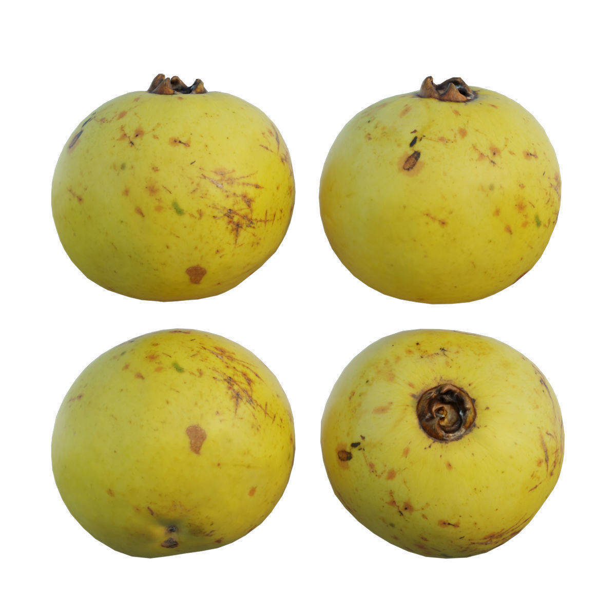 Diospyros decandra 02 3D model_4