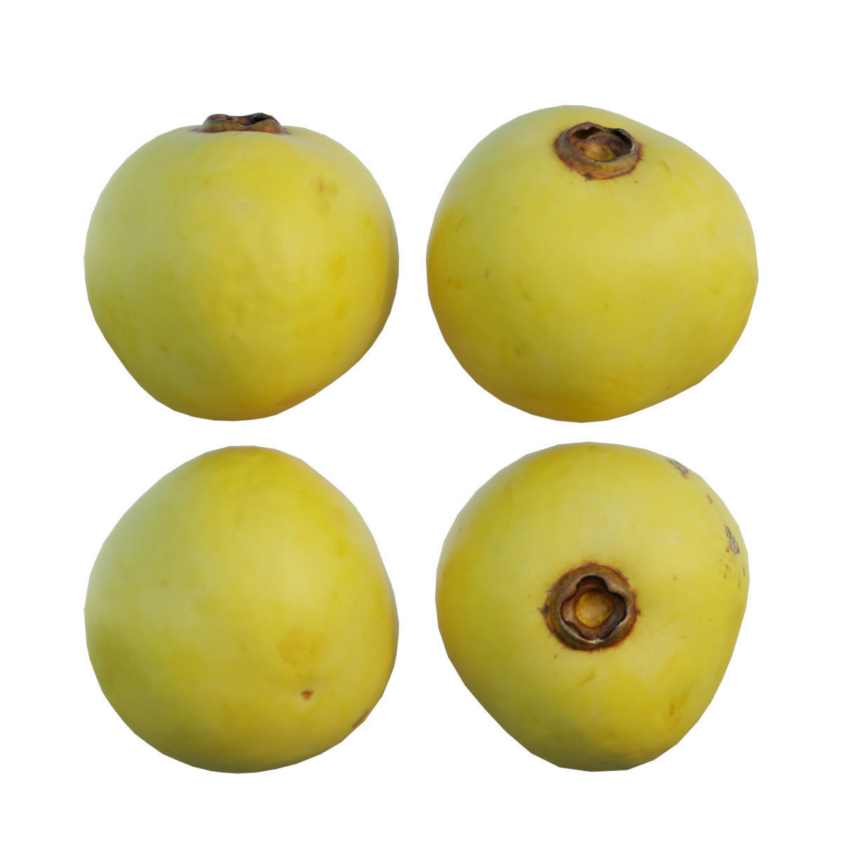 Diospyros decandra 02 3D model_3