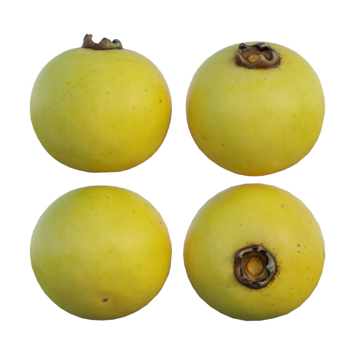 Diospyros decandra 02 3D model_6