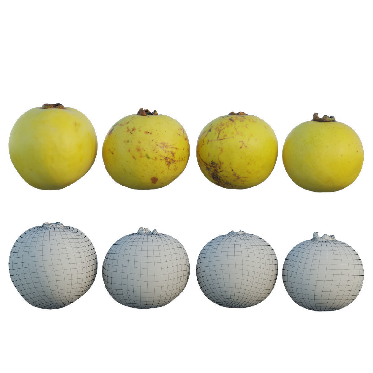 Diospyros decandra 02 3D model_1