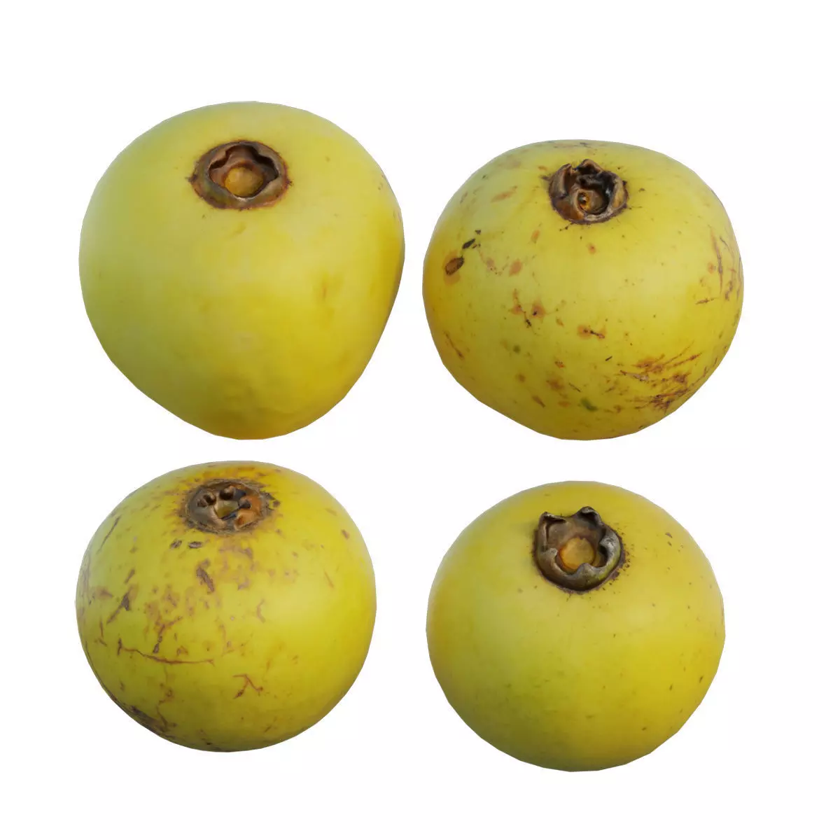 Diospyros decandra 02 3D model_0